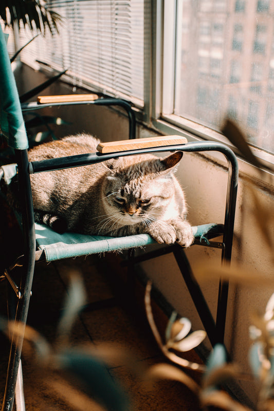 A Vet's Top 5 Tips for a Happier, Hairball-Free Cat!