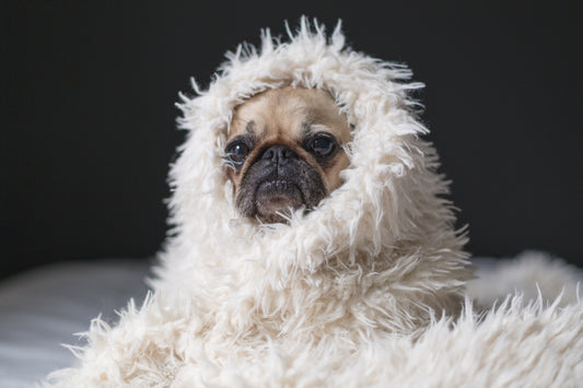 Shedding Season Survival Guide: Taming the Fur Tsunami! 🌊🐶🐱