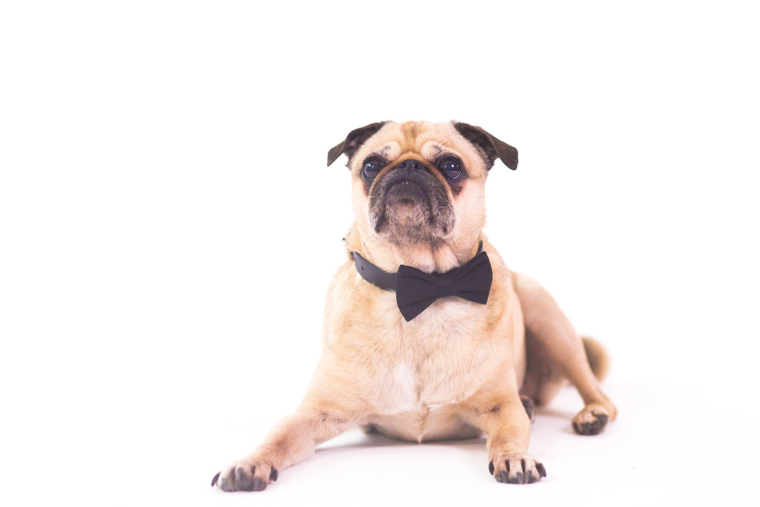 Five Professional Approaches for Pet Owners to Interact with Dogs and Cats