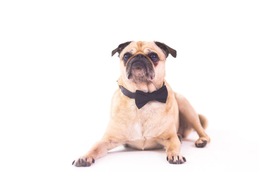Five Professional Approaches for Pet Owners to Interact with Dogs and Cats