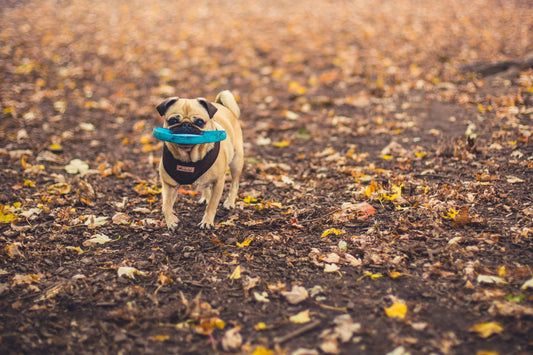 Gentle Behavior Correction Tips for Your Dog