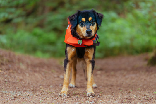 5 Critical Precautions for Every Dog Walk: A Veterinarian's Guide