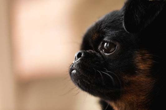 10 Popular Dog Breeds in the United States: Traits & Tips from Your Veterinarian