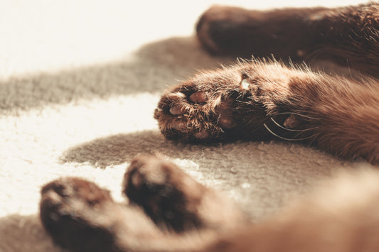 Tummy Troubles? Decoding Dog & Cat Diarrhea & Vomiting! 🤢🐶🐱