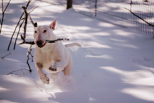 5 Vet-Recommended Play Methods for Your Pet's Health & Happiness