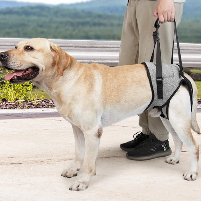 Dog Hind Leg Support Strap