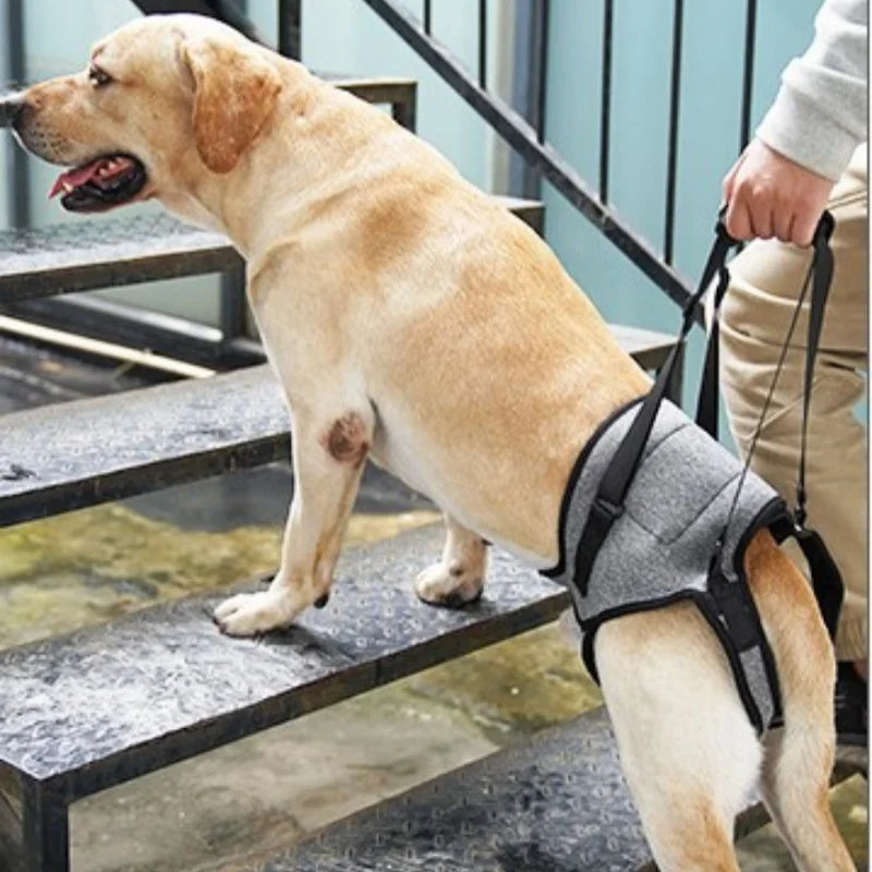 Dog Hind Leg Support Strap