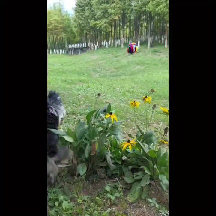 Interactive Snuffle Ball for Dogs