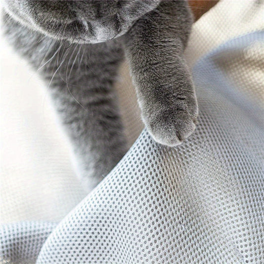 10 Popular Cat Breeds in the United States: Traits & Tips from Your Veterinarian