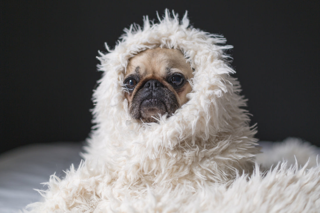 Shedding Season Survival Guide: Taming the Fur Tsunami! 🌊🐶🐱