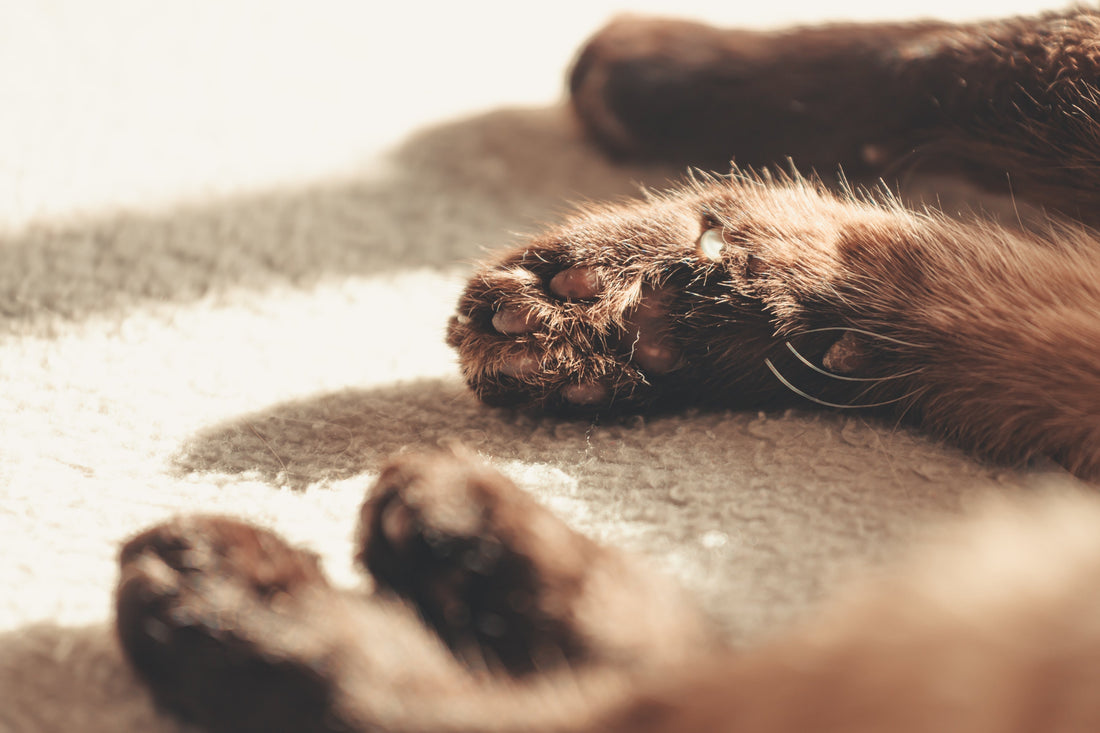 Tummy Troubles? Decoding Dog & Cat Diarrhea & Vomiting! 🤢🐶🐱