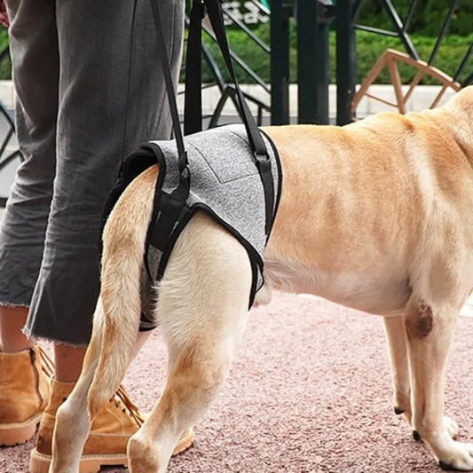 Dog Hind Leg Support Strap